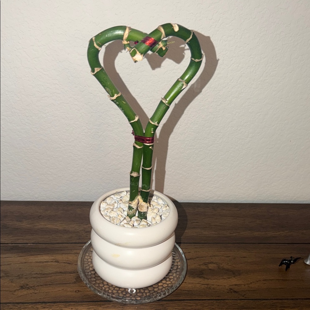 Heart-Shaped Bamboo Plant in White Pot